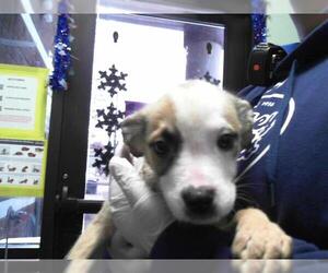 Mutt Dogs for adoption in Tulsa, OK, USA