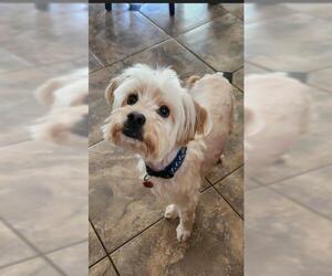 Havanese Dogs for adoption in Oakley, CA, USA