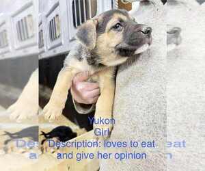 Gerberian Shepsky Dogs for adoption in Aurora, IN, USA