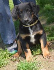 Mutt Dogs for adoption in Brighton, TN, USA