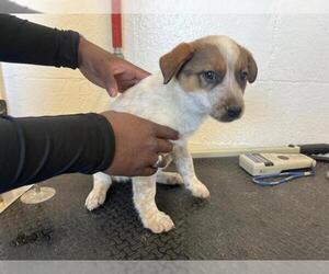 Mutt Dogs for adoption in Corona, CA, USA