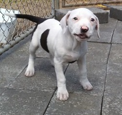 Medium Photo #1 Bulldog-Unknown Mix Puppy For Sale in Glenwood, GA, USA