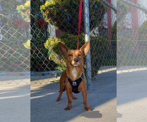 Chihuahua-Unknown Mix Dogs for adoption in Escondido, CA, USA