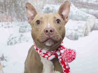 Bull Terrier Dogs for adoption in Nashville, TN, USA