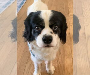 Cavalier King Charles Spaniel Dogs for adoption in Mundelein, IL, USA