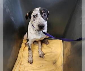 Labrador Retriever Dogs for adoption in Houston, TX, USA