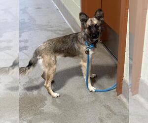 Mutt Dogs for adoption in Upland, CA, USA