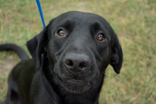 Small Labrador Retriever