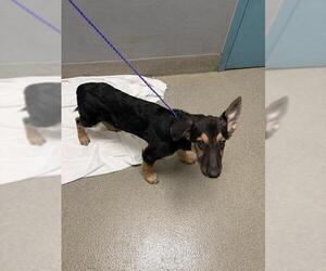 German Shepherd Dog-Unknown Mix Dogs for adoption in Las Vegas, NV, USA