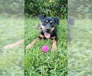 Rottweiler Dogs for adoption in Weston, FL, USA