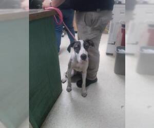 Great Dane Dogs for adoption in Clarkesville, GA, USA