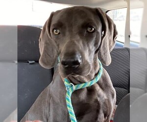 Weimaraner Dogs for adoption in Spring, TX, USA
