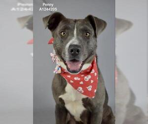 Mutt Dogs for adoption in Bakersfield, CA, USA