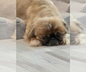 Pekingese Dogs for adoption in Gulfport, MI, USA