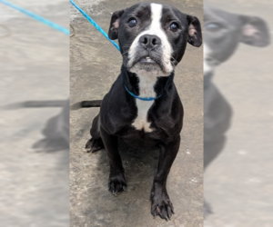 Mutt Dogs for adoption in Evansville, IN, USA