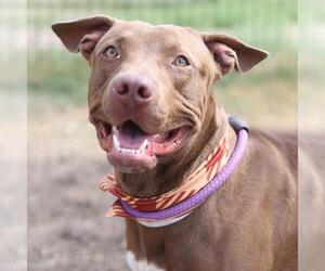 Mutt Dogs for adoption in San Antonio, TX, USA