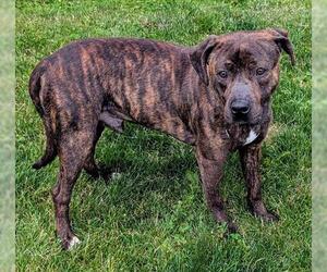 American Pit Bull Terrier Dogs for adoption in Akron, OH, USA