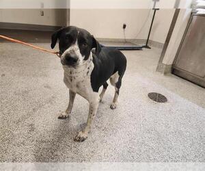 Shollie Dogs for adoption in Houston, TX, USA