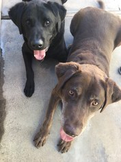 Labrador Retriever Dogs for adoption in Los Banos, CA, USA