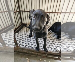 Boxer-Golden Retriever Mix Dogs for adoption in Chico, CA, USA
