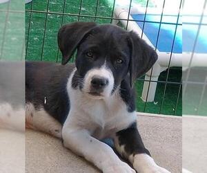 Borador Dogs for adoption in Yreka, CA, USA