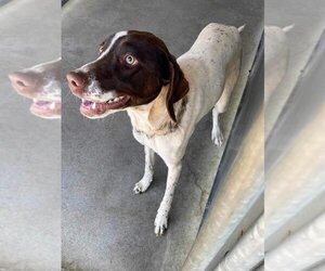 German Shorthaired Pointer Dogs for adoption in Maryville, TN, USA