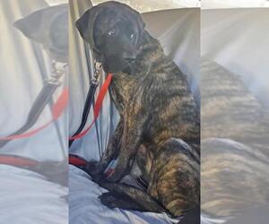 Mastiff Dogs for adoption in Stroudsburg, PA, USA