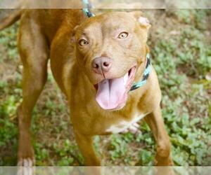 American Staffordshire Terrier-Unknown Mix Dogs for adoption in Tallahassee, FL, USA