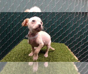 Chihuahua Dogs for adoption in Downey, CA, USA