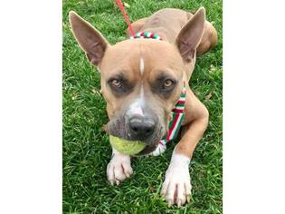 Bullboxer Pit Dogs for adoption in Henderson, NV, USA