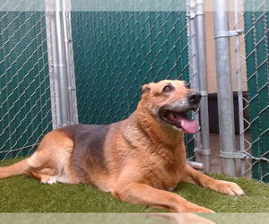 German Shepherd Dog Dogs for adoption in Downey, CA, USA