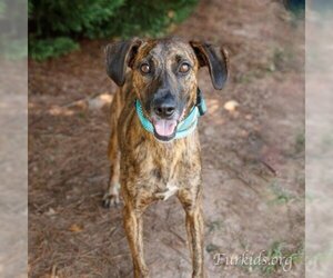 Plott Hound Dogs for adoption in Cumming, GA, USA