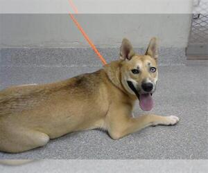 German Shepherd Dog Dogs for adoption in Pasadena, TX, USA