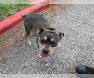 American Bulldog-Unknown Mix Dogs for adoption in Houston, TX, USA