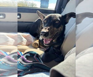 Medium Photo #4 Doberman Pinscher-Unknown Mix Puppy For Sale in Williamsburg, NM, USA