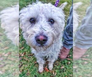 Poodle (Standard)-Unknown Mix Dogs for adoption in Prosser, WA, USA