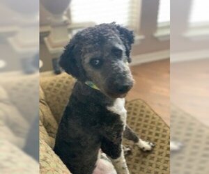Poodle (Standard) Dogs for adoption in Fort Worth, TX, USA
