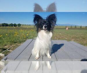 Papillon Dogs for adoption in Pacolet, SC, USA