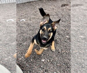 German Shepherd Dog-Unknown Mix Dogs for adoption in Webster, WI, USA