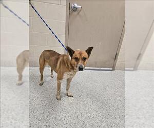 Mutt Dogs for adoption in Conroe, TX, USA