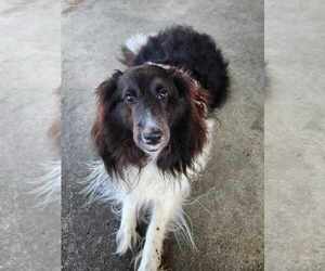 Mutt Dogs for adoption in Gulfport, MI, USA
