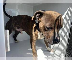 American Pit Bull Terrier-Unknown Mix Dogs for adoption in Houston, TX, USA