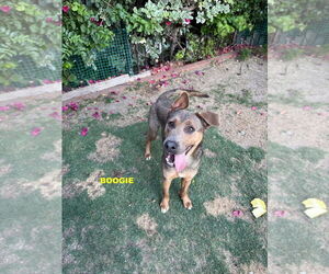 Dutch Shepherd -Unknown Mix Dogs for adoption in Woodland Hills, CA, USA