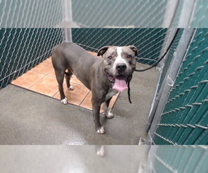 Mutt Dogs for adoption in Downey, CA, USA