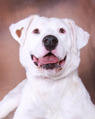 American Bulldog Dogs for adoption in fort worth, TX, USA
