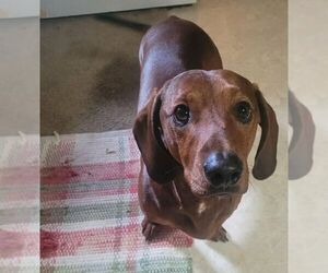 Dachshund Dogs for adoption in Carrollton, TX, USA