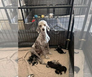 Medium Photo #4 Poodle (Standard)-Unknown Mix Puppy For Sale in Grafton, WI, USA