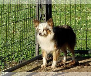 Medium Photo #1 Australian Shepherd Puppy For Sale in Minneapolis, MN, USA