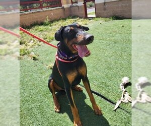 Doberman Pinscher Dogs for adoption in Derwood, MD, USA