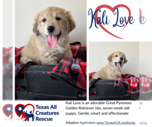 Golden Pyrenees Dogs for adoption in Lillian, TX, USA